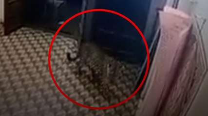 Nilgiris: पुलिस स्टेशन में घुसा ज़िंदा चीता, देखें...