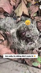 Man Becomes Unexpected Bird Dad! #birds