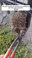 Rescue a hedgehog, and then #animalshorts #shortvideo #animalrescue