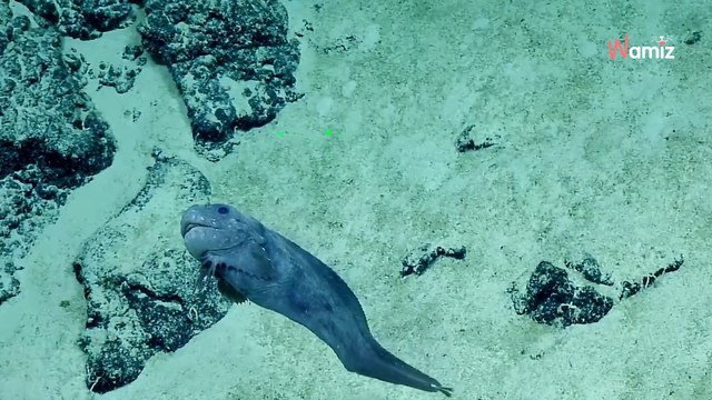 In 2788 m Tiefe treffen Forscher auf ein welpenartiges Wesen (Video)