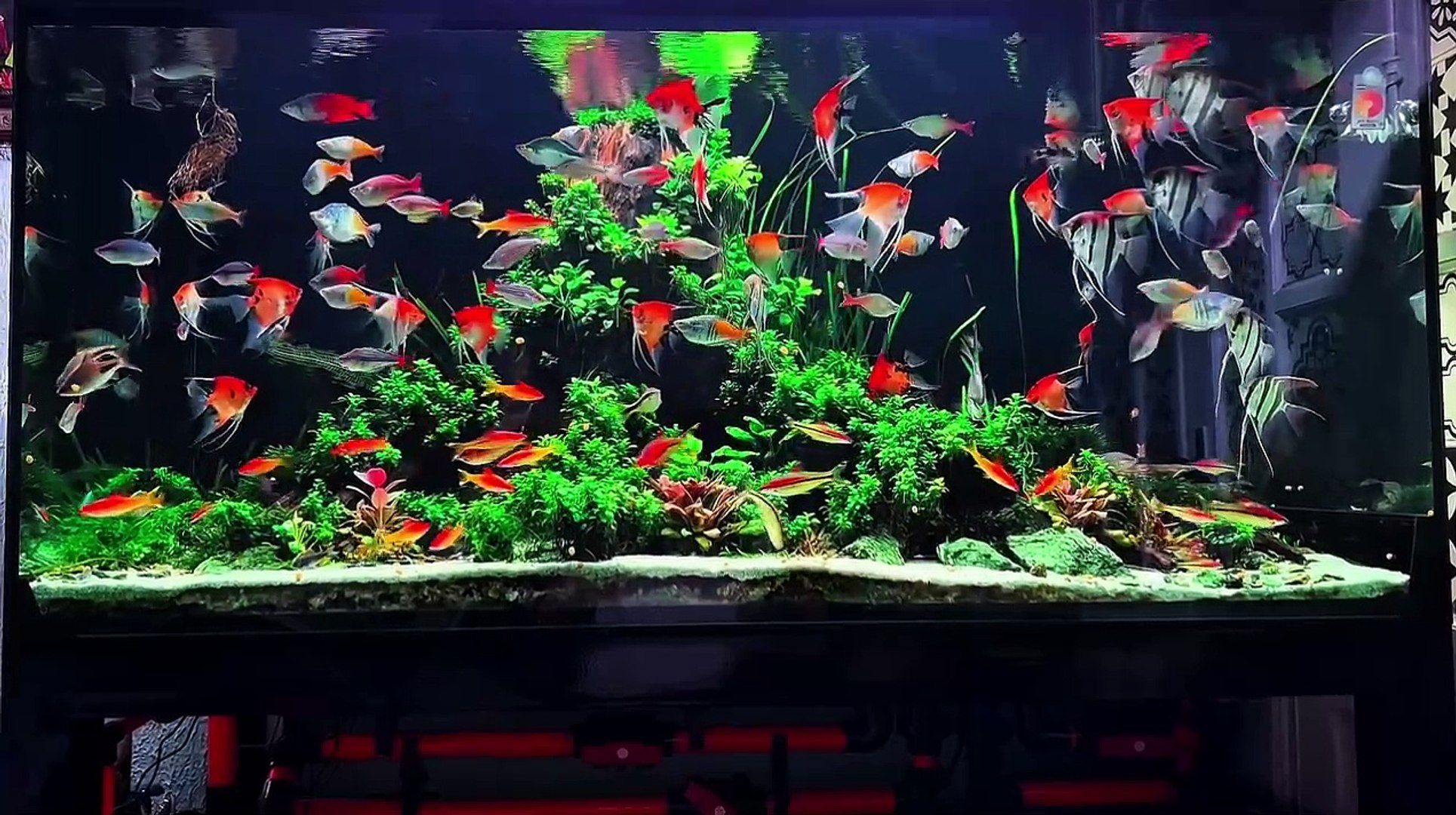 Aquarium - Fish