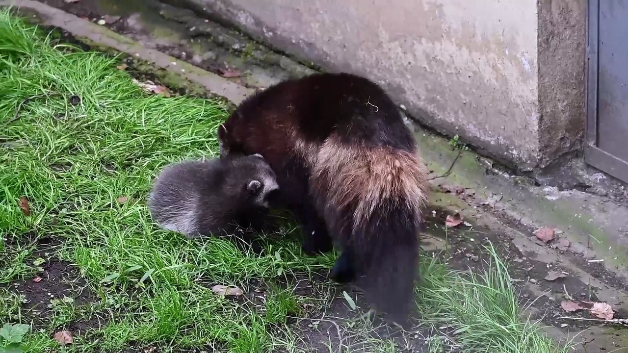 Baby wolverines play outside for first time