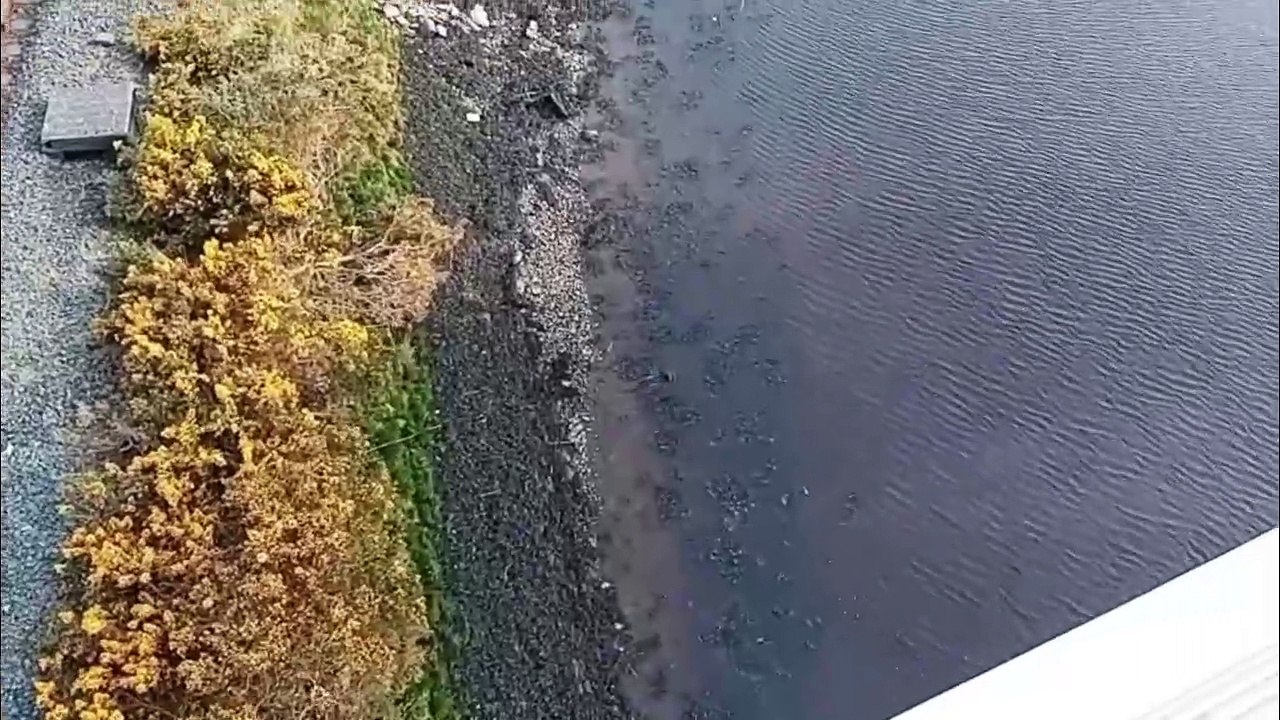 Otter feasts on an eel in Derry city centre close to the Peace Bridge
