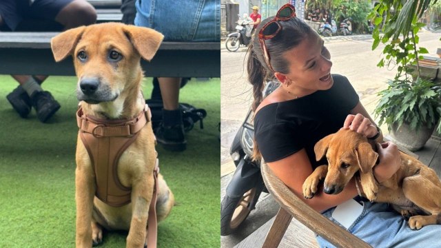 Brit findet Hund auf Bali – jetzt versucht sie, Geld zu sammeln, um ihn nach Hause zu bringen