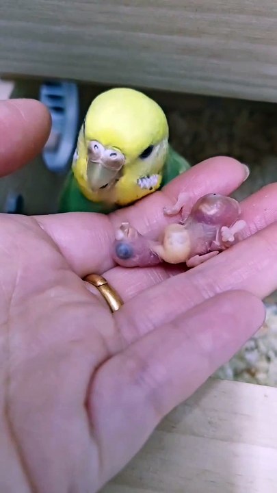 FEEDING FRENZY FUNNYREELS BIRDS LOVELY VIRAL FUNNY_20250428_204757