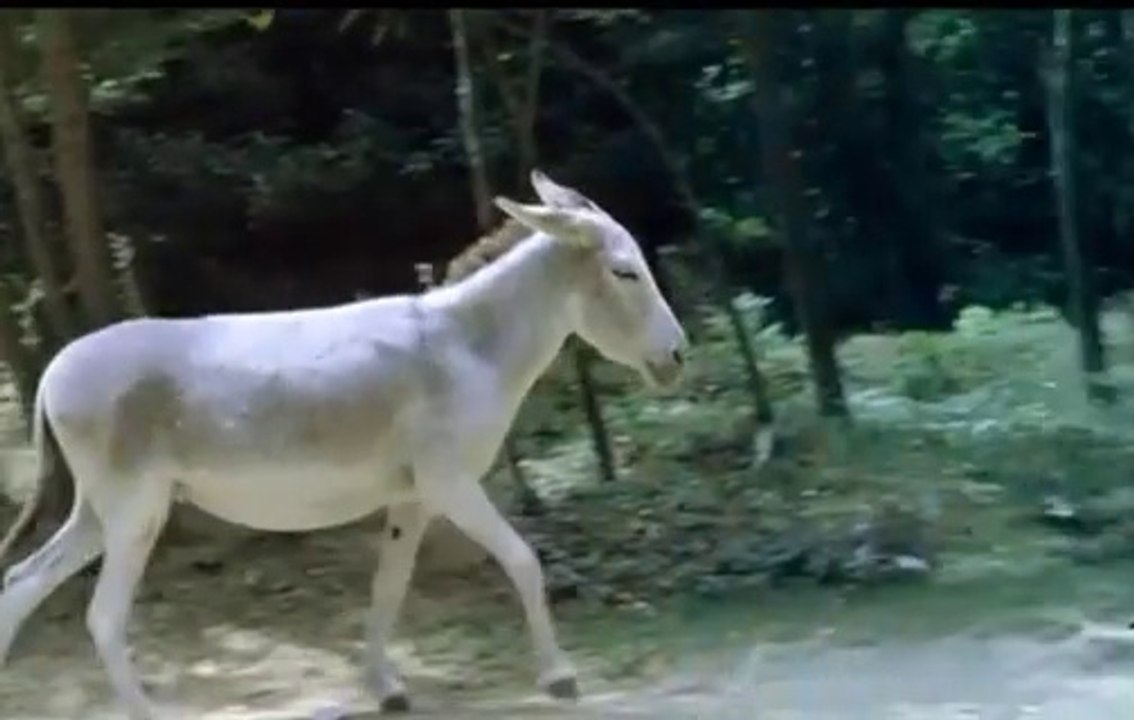 Turkish Tarzan calls the lion, but the donkey comes first 😳😁Offical video