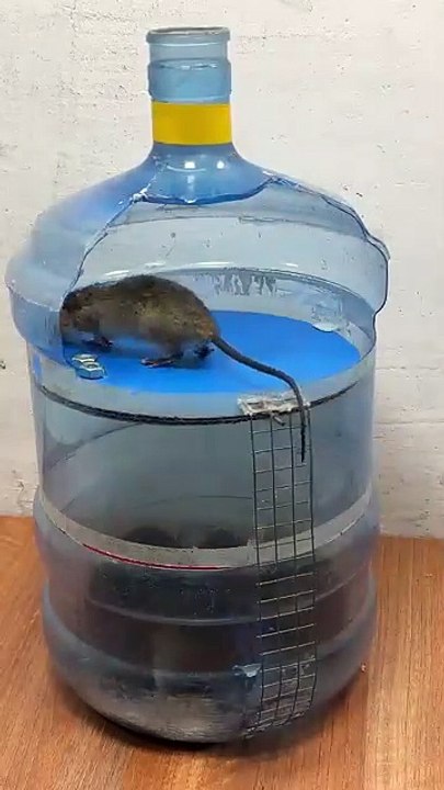 How to best mouse 🐭🐁 toy