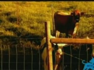 lacuna coil enjoy the silent