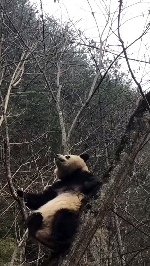 ⁣The daily life of pandas 🐼(53)   #Panda #Lovely