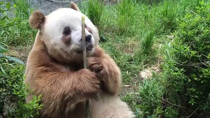 The daily life of pandas 🐼(55)   #Panda #Lovely