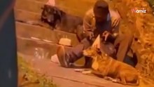 Was dieser Obdachlose mit dem Hund anstellt, verbreitet sich wie ein Lauffeuer