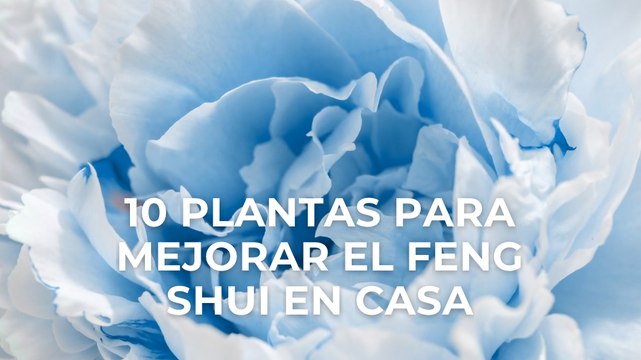 10 plantas para mejorar el feng shui en casa