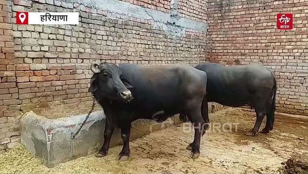 गर्मी में गाय-भैंस का दूध हो रहा कम ? एक्सपर्ट ने बताया कैसे करें लू और गर्मी से पशुओं का बचाव