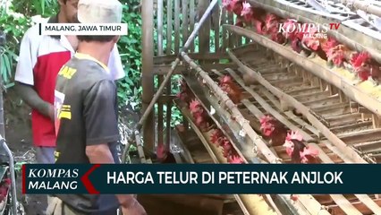 Harga Telur Anjlok, Peternak di Malang Resah