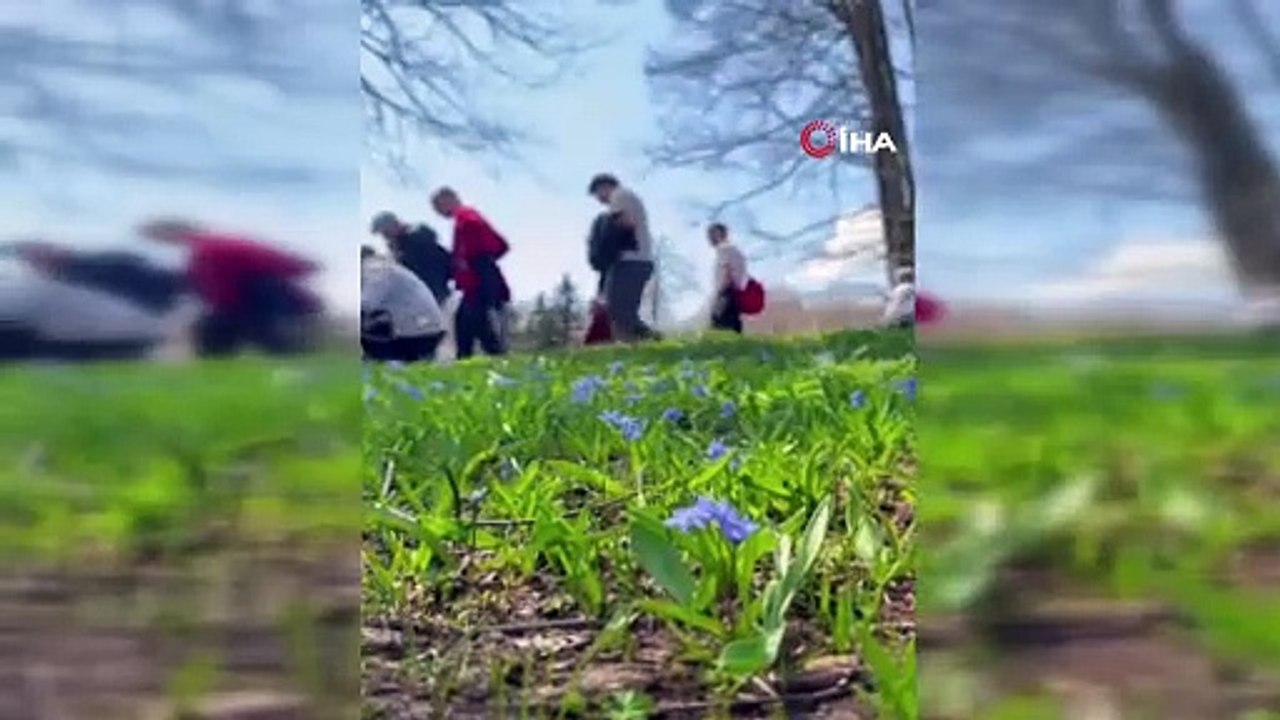 Dünyada sadece Türkiye'de yetişiyor: ''Kesinlikle yemeyin, koparmayın''