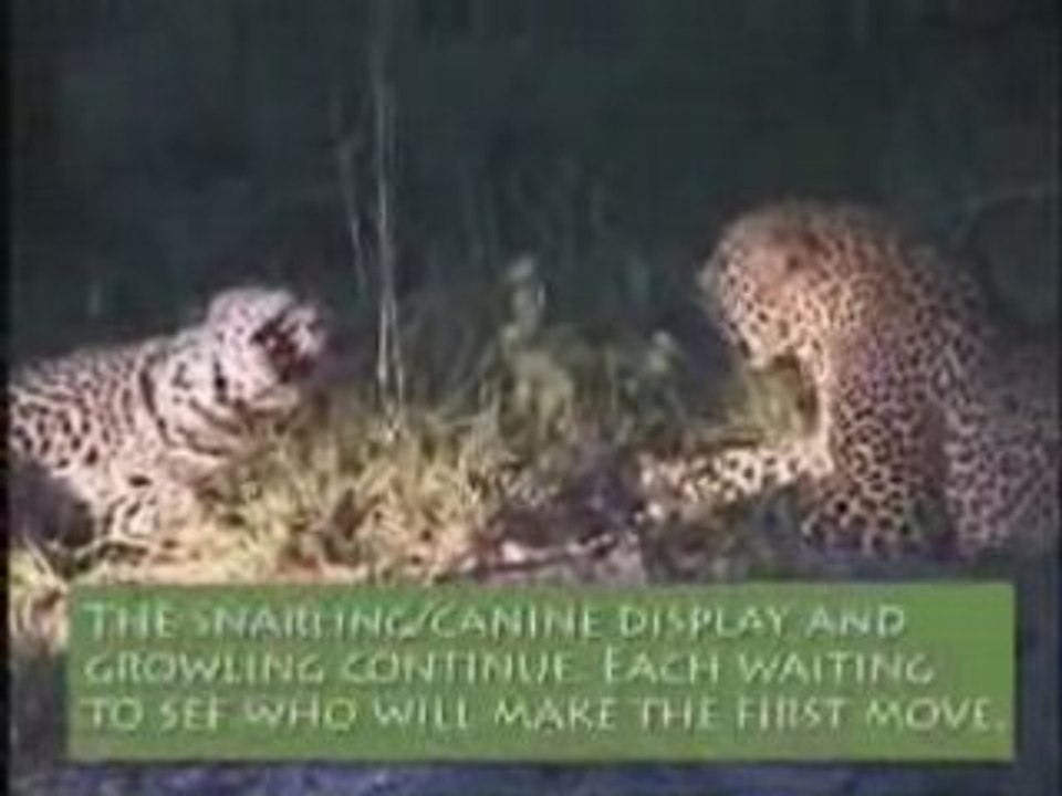 Going wild ep1