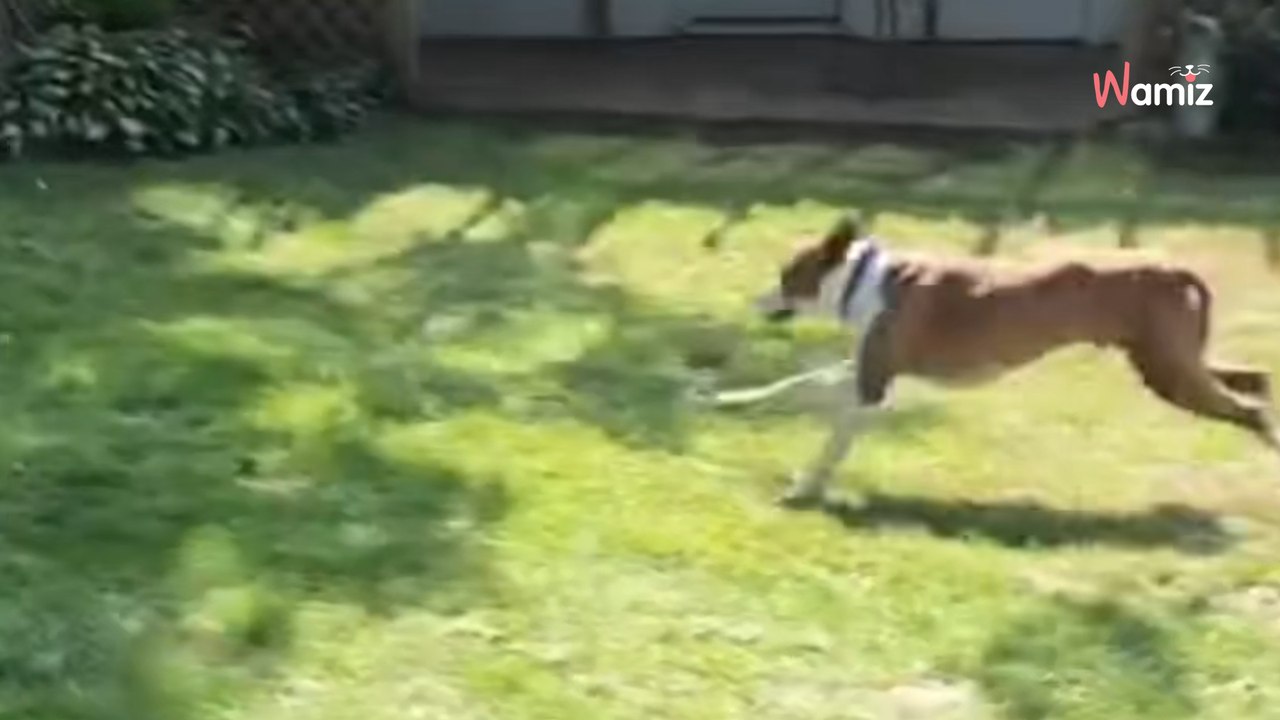 Seniorhund entdeckt seinen neuen Garten: Seine ansteckende Freude erwärmt jedes Herzen