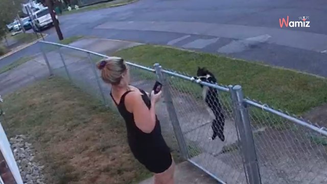 Hundemama holt Paket ab: Eine streunende Katze hat eine lustige Überraschung für sie