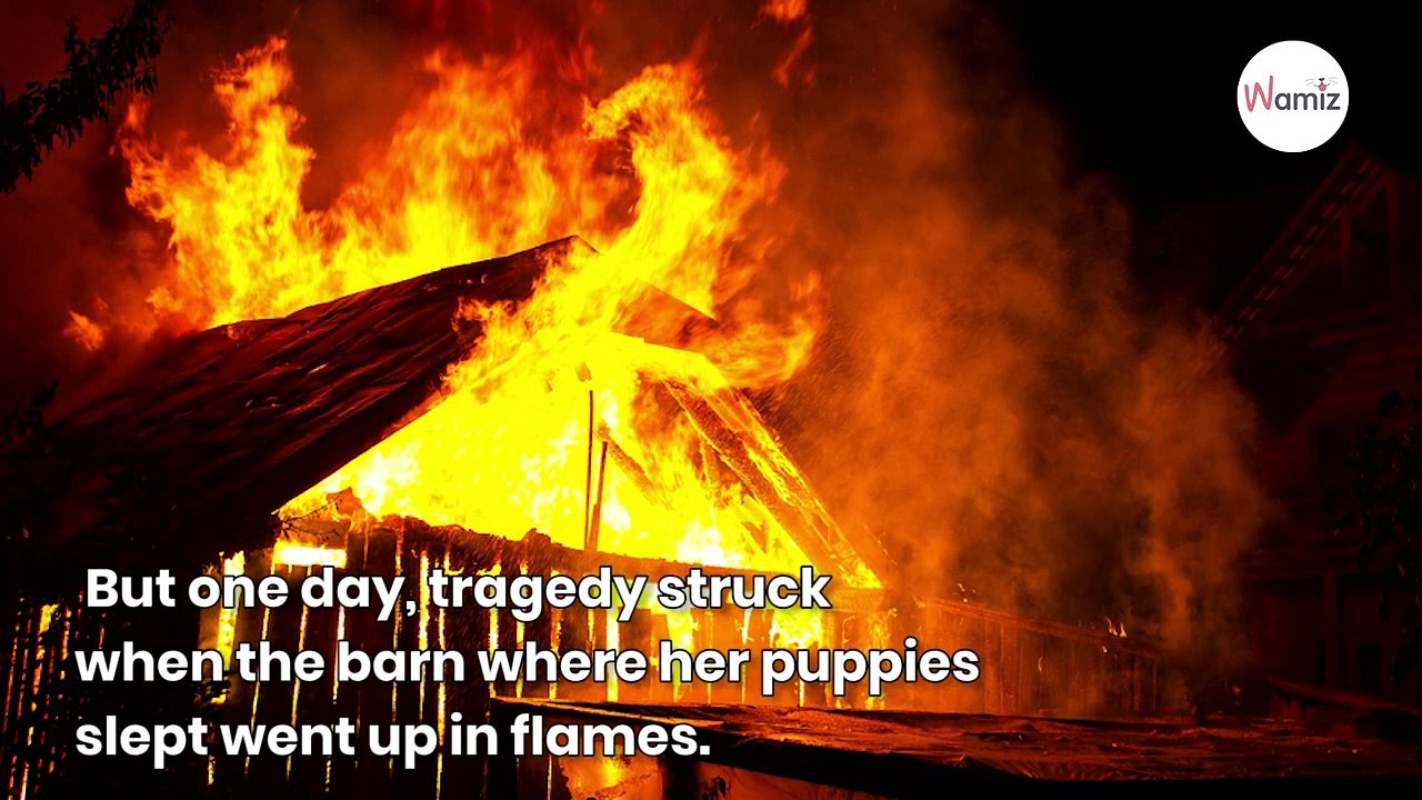 Dog gets second chance at motherhood after losing her 7 puppies in a fire