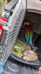 Rescatados en Mendoza, loros, tortugas y un guacamayo parten a un centro de recuperación de fauna en Santa Fe