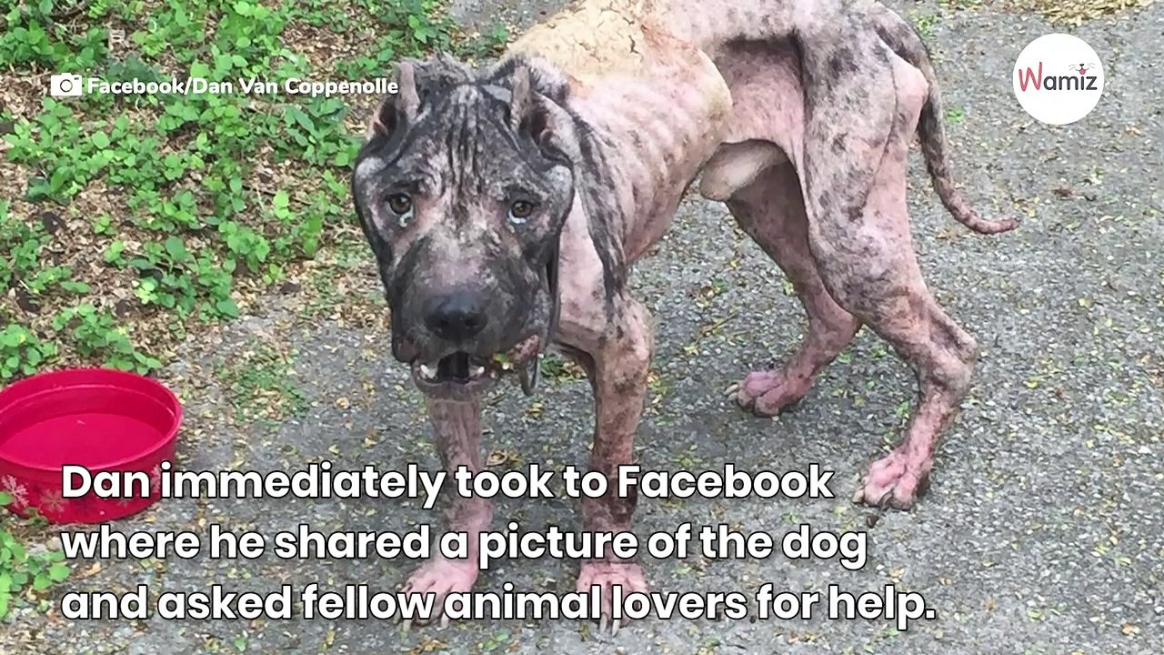 Dog on the brink of giving up shows up at a doorstep and asks for help