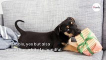 2-month-old Rottweiler finds dog food bag and eats 1 kilo in a single sitting