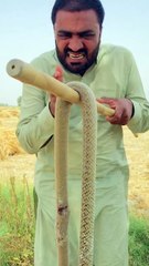 A farmer villauge with a snake