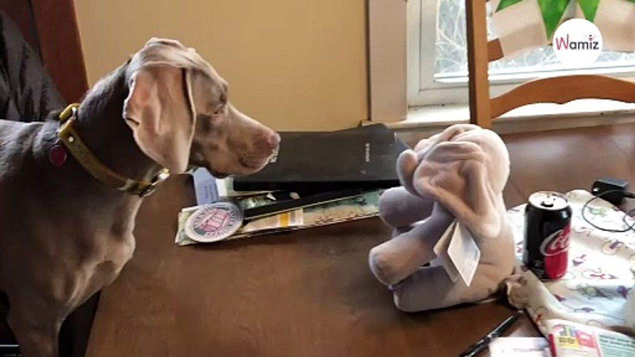 Watch: Weimaraner has improbable reaction to a talking child’s toy