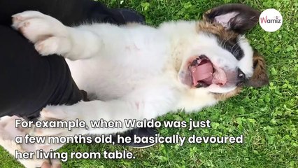 Woman adopts a St Bernard puppy: 3 years later, nothing is as it was before