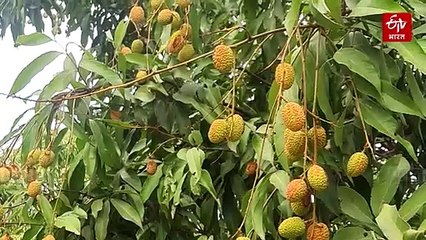 क्या आपको पता है सबसे पहले कहां की लीची पकती है? जानें दिलचस्प जानकारी