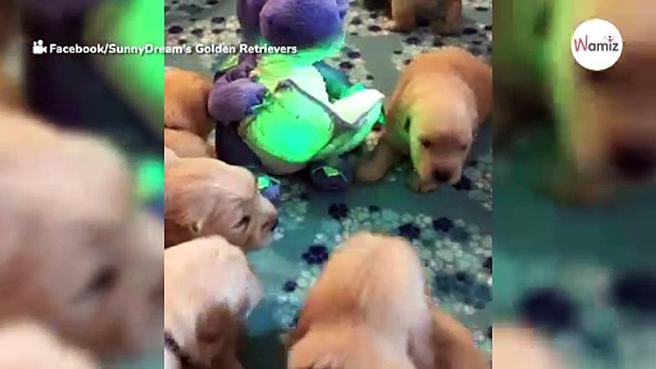 Golden Retriever puppies have the cutest reaction to talking dragon plushie