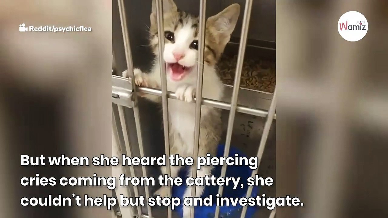 Woman goes into shelter for a dog, but comes out with something totally different