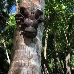 Coconut crab…and a big one