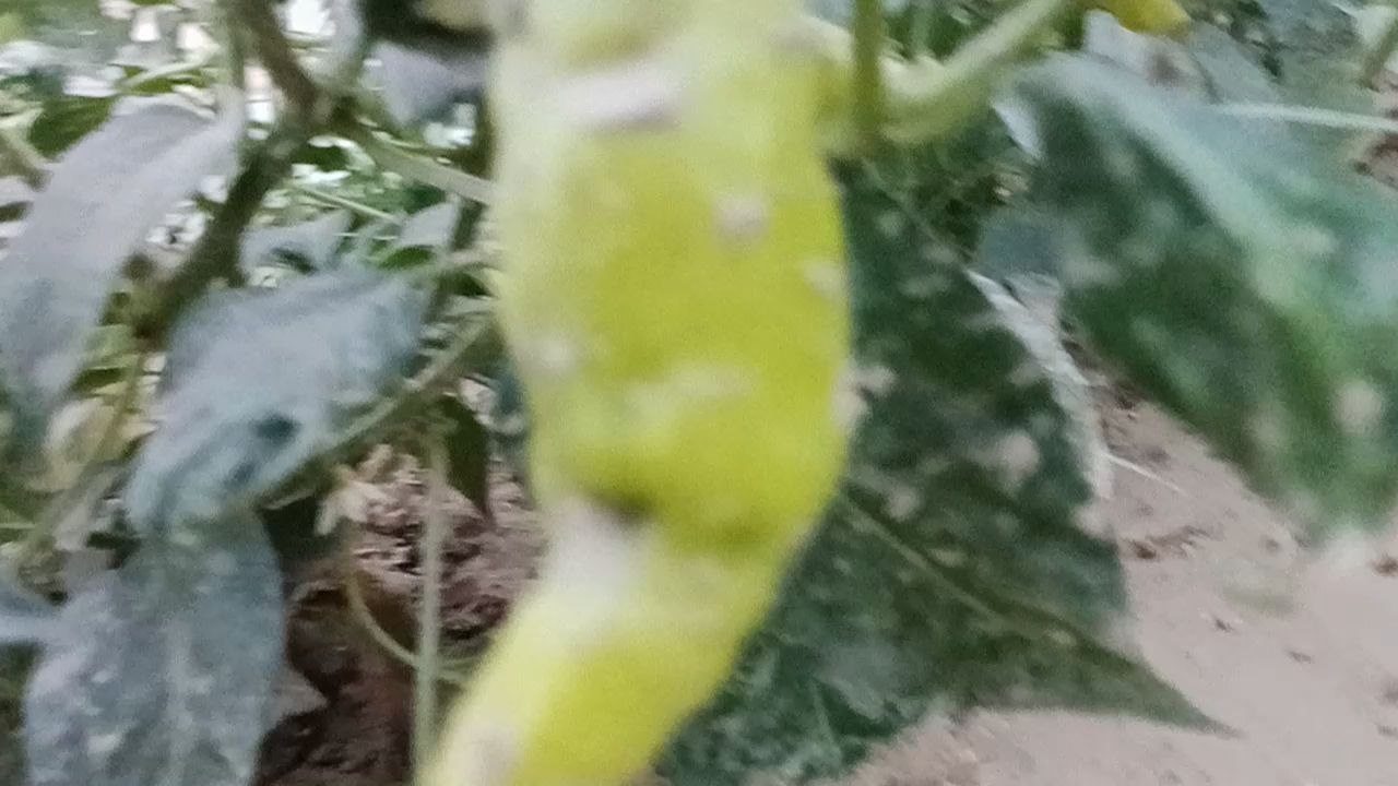 green pepper