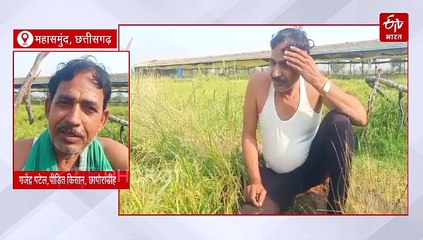 महासमुंद में बेमौसम बारिश और ओलावृष्टि, धान की फसल हुई खराब, मुआवजे का इंतजार