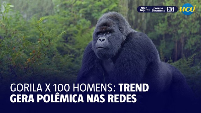 Quem ganha luta entre 100 homens e 1 gorila? Trend gera polêmica nas redes
