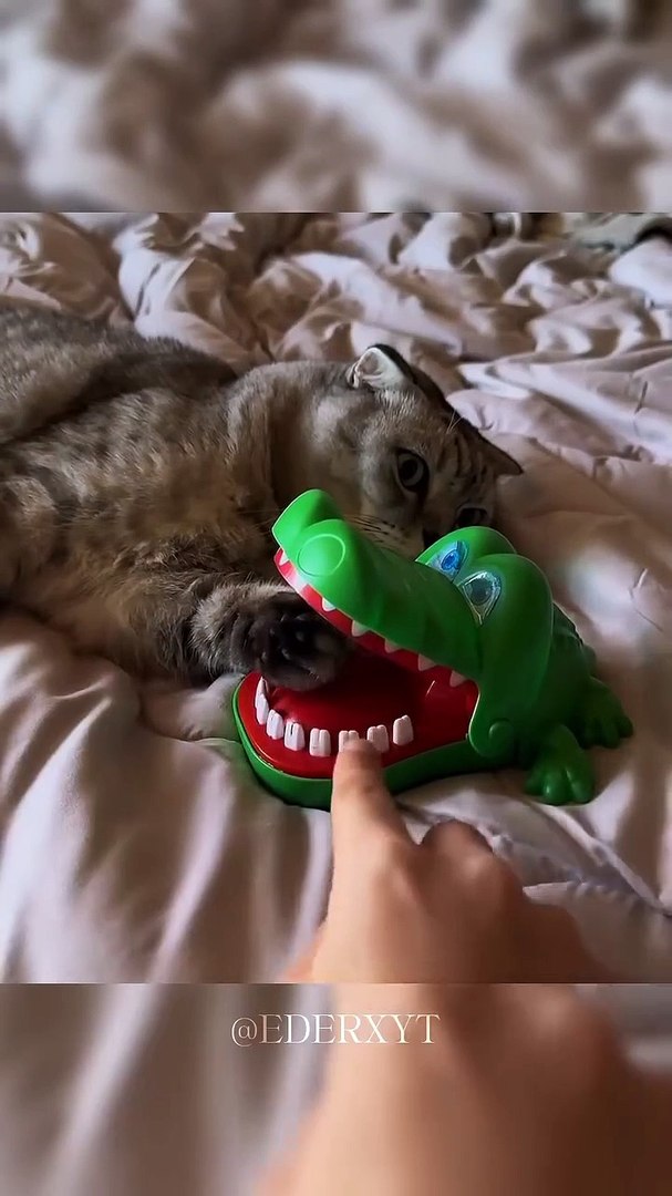 ⁣Super cats 😻| Cats fastest reaction. Cats swag 😎. Funny pets
