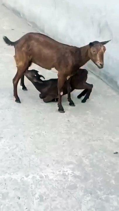 Beautiful Animals