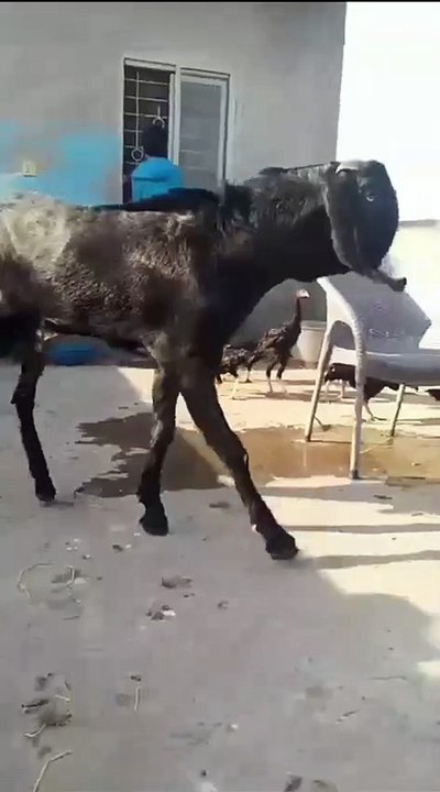 Beautiful Animals