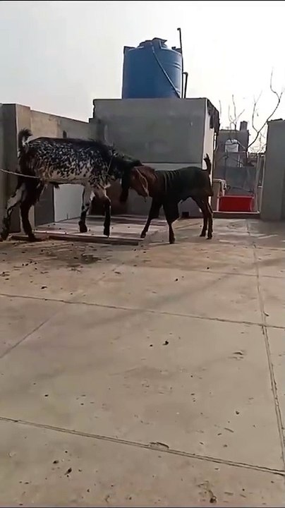Beautiful Animals