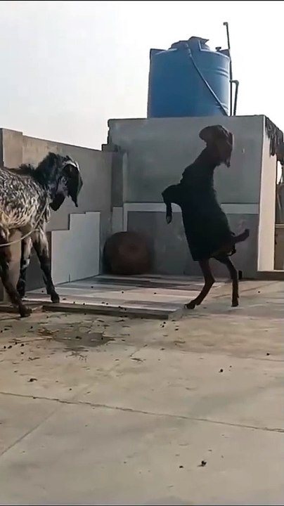 Beautiful Animals