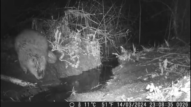 Wind in the willows! Beaver caught farting on wildlife camera