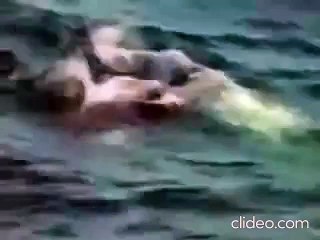 Orca attack on Great White.flv
