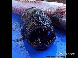 peces raros despues del tsunami