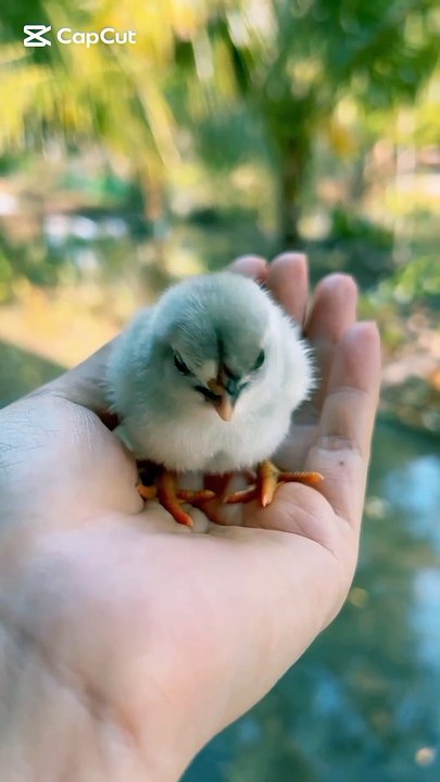Chick voice