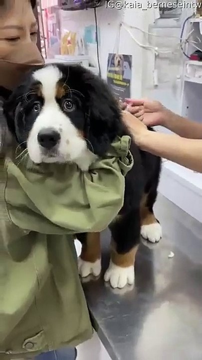 Doggy hero on receiving his injection! His expression is priceless! 🤣