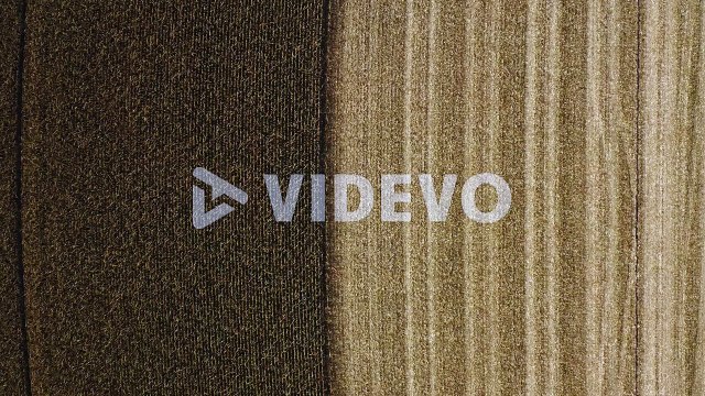 Birds eye view drone shot of combine harvesting corn in Texas