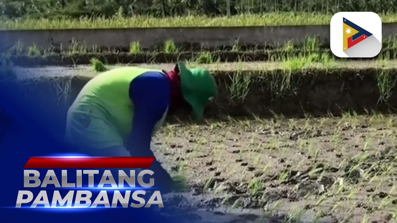 P20/kg bigas na programa ng pamahalaan, malaking tulong sa kita ng mga magsasaka