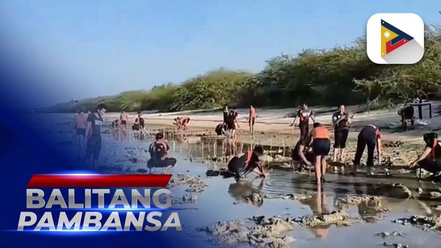 300 bakawan, itinanim ng PCG sa Ilocos Sur bilang paghahanda sa bagyo