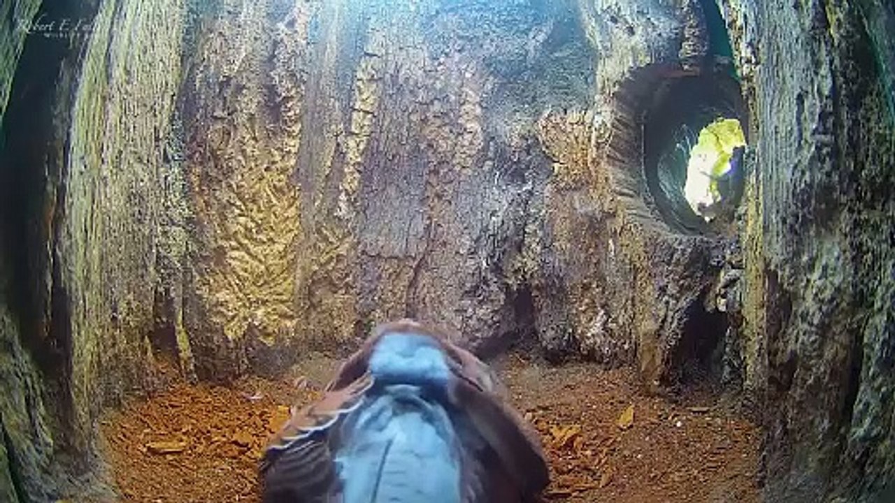 Kestrels fight to keep eggs safe